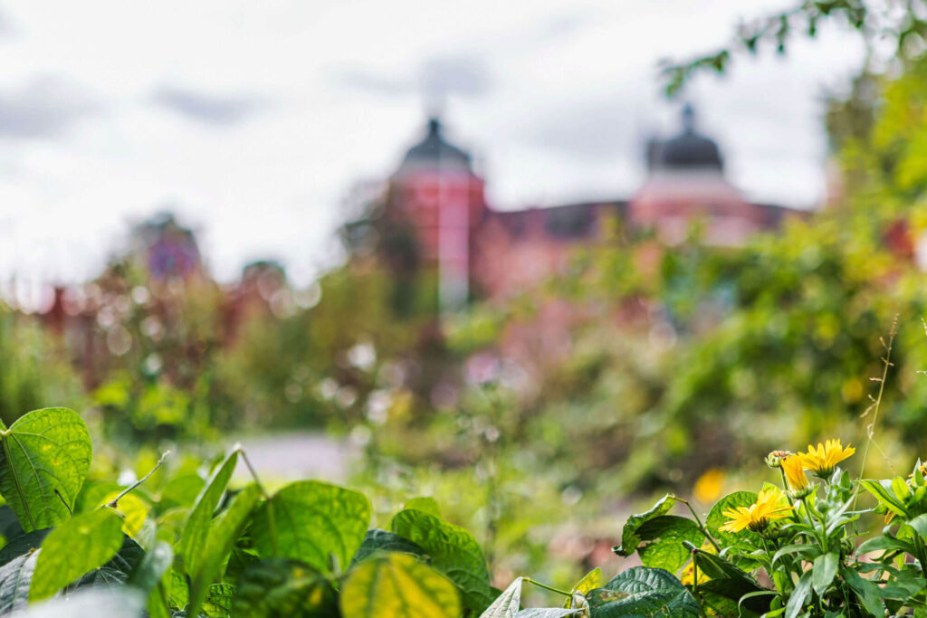 Utsikt mot Gripsholms slott fråm Callanderska gården